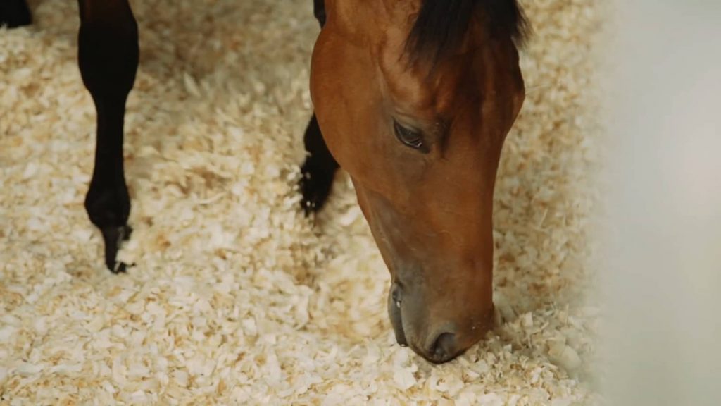 PhatNguyen Supply: Your Trusted Source for High-Quality Wood Products