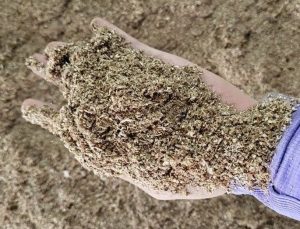 acacia sawdust supplier Vietnam biomass fuel