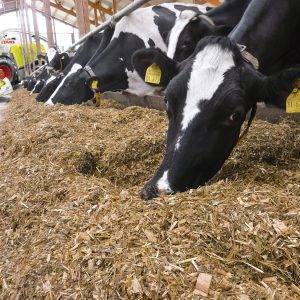 CORN-SILAGE-for-cow