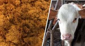 Used-Wood-Shaving-Materials-from-Animal-Bedding