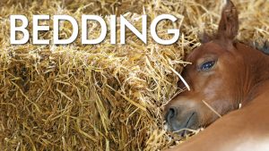 Is Straw a Good Choice for Horse Bedding? Pros and Cons Explained