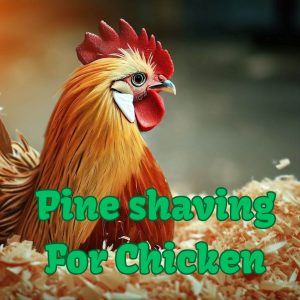 Pine-shavings-for-chicken-bedding
